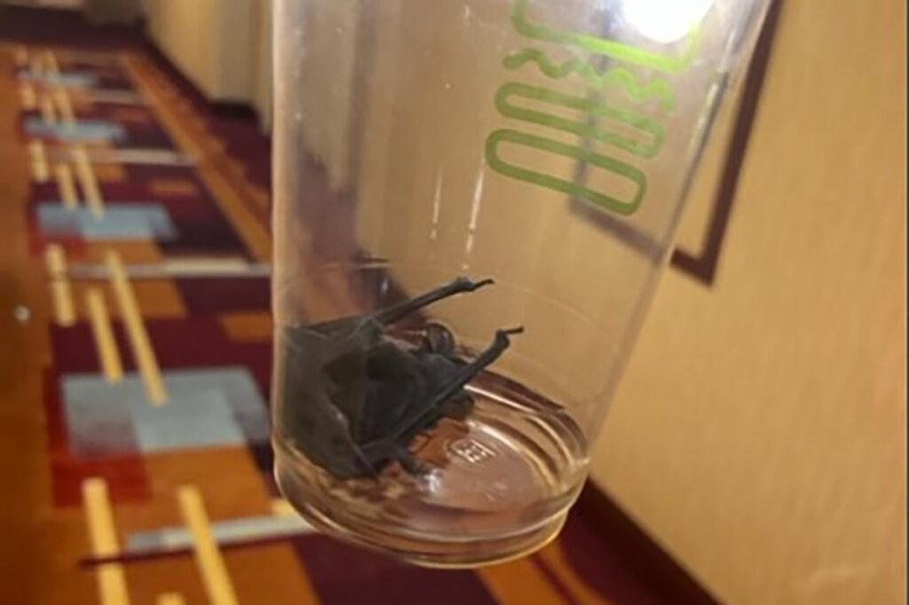 Live bat found in Las Vegas Strip hotel room, lawsuit alleges